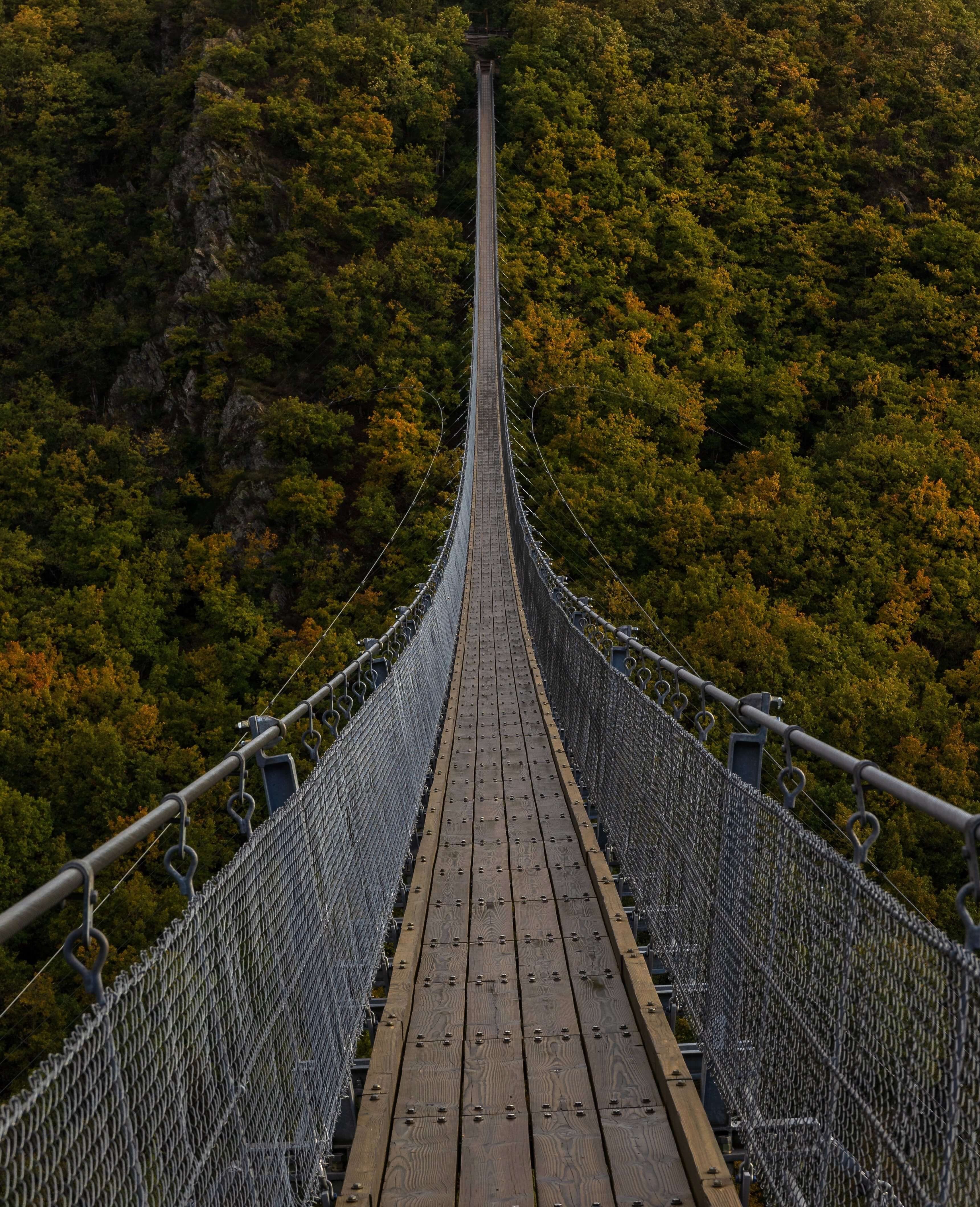 A very long bridge,over the forest